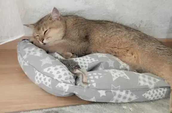 Кошки потеряшки, , фото: Потеряшка кошка, 22-й переулок, 12, Лесной