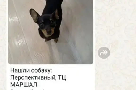 Собака найдена: ул. Тухачевского, 26, Ставрополь