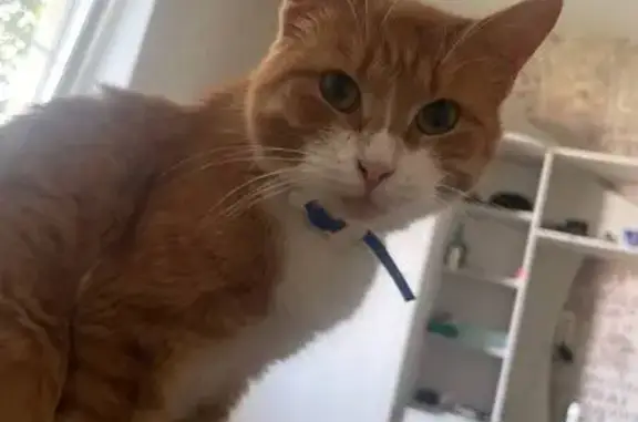 Кошки потеряшки, Сокол, фото: Потеряшка кошка, ул. Набережная Свободы, 50