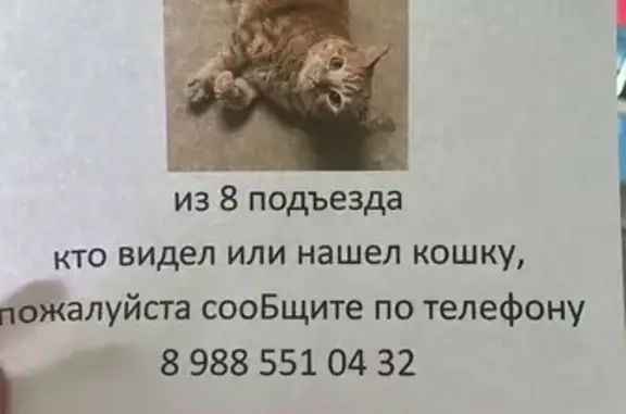 Кошки потеряшки, Ростов-на-Дону, фото: Потеряшка кошка: 2-я Краснодарская, 92 к2