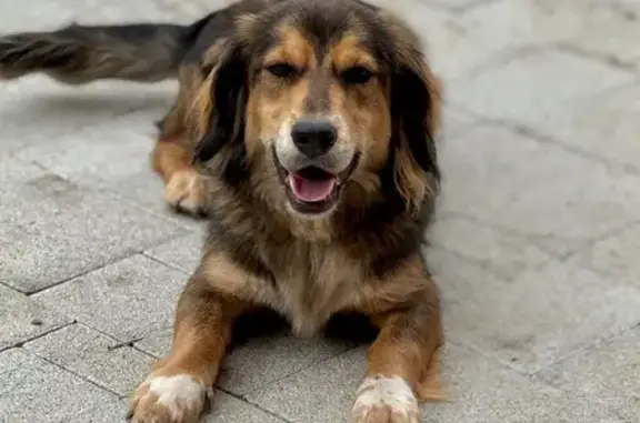 Найдена собака, Томская область, фото: Собака найдена: Аникино, Басандайский 4