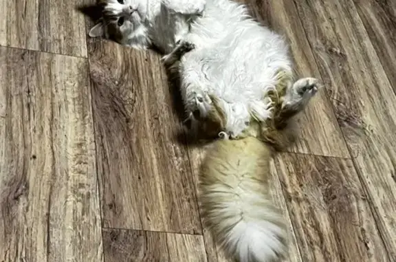 Кошка найдена: переулок Андреева, 7, РнД