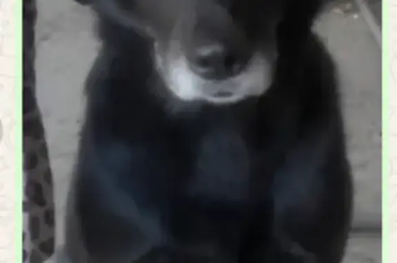 Пропала собака, Ворошиловский пр. 16