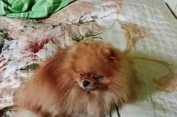 Пропала собака, Можайское шоссе, Часцы