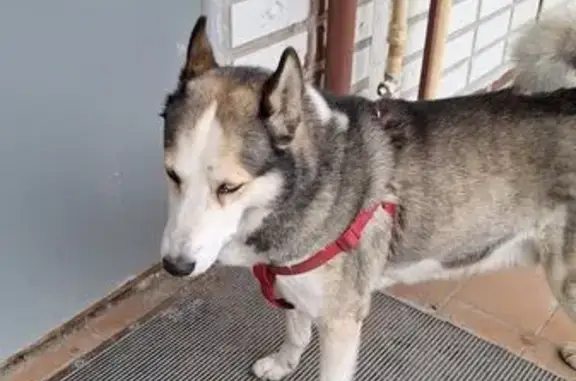 Собака найдена: ул. Перекопская 3а, Тула