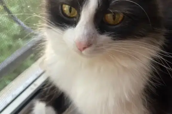 Кошки потеряшки, Саратов, фото: Потеряшка кошка, Миллеровская 71, Саратов