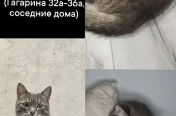 Пропала кошка, ул. Гагарина 38, Челябинск
