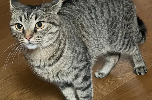 Пропала кошка, ул. 5 Декабря, 46, Воронеж