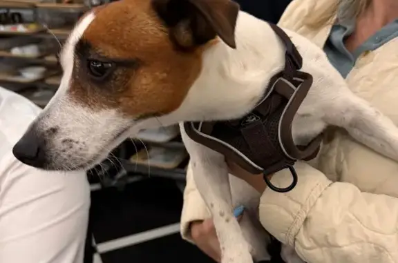 Найдена собака, Новая Басманная ул. 23Б с2