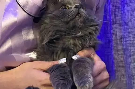 Кошки потеряшки, Елец, фото: Потеряшка кошка, ул. Коммунаров, 3, Елец