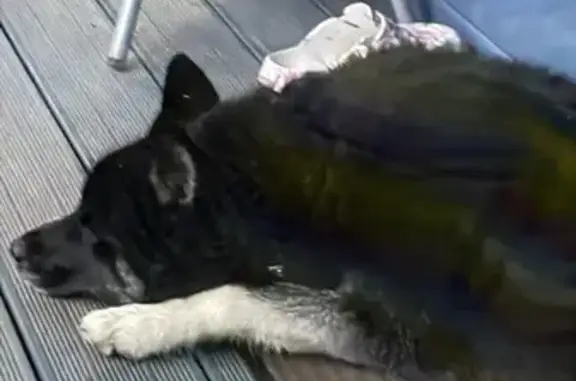 Найдена собака, Ленинградская область, фото: Собака найдена в Полянском, Ленобласть