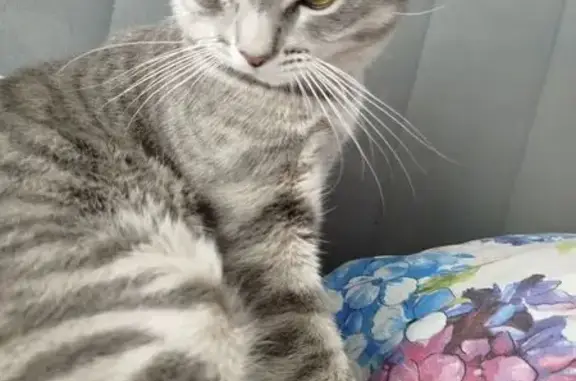 Пропала кошка в Балашихе, ул. 3