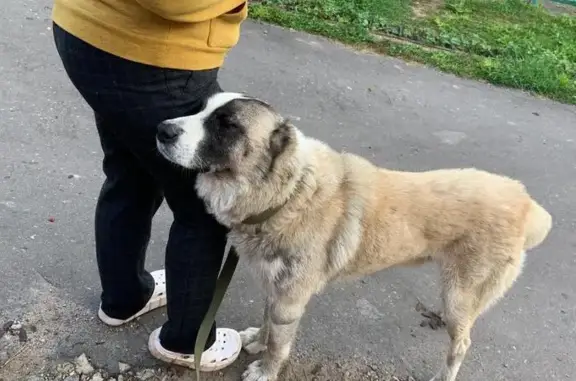 Найдена собака, Старый Городок, фото: Собака найдена: Почтовая ул., Старый Городок
