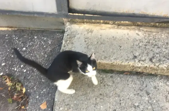 Найдена кошка, Кисловодск, фото: Кошка найдена: ул. Лермонтова, 16, Кисловодск