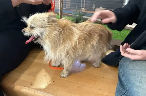 Собака найдена у ТЦ Бутово Молл, Москва