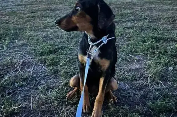 Собаки потеряшки, Ростов-на-Дону, фото: Потеряшка собака на ул. Тружеников, 86/5