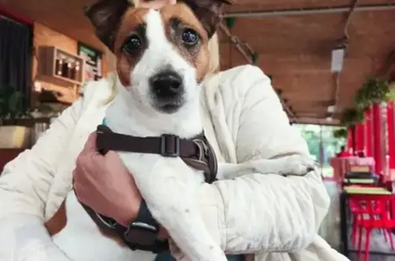 Собака найдена на Садовой-Спасской, Москва