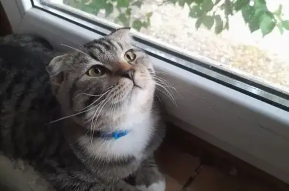 Пропала кошка, Одоевского 68, Воронеж