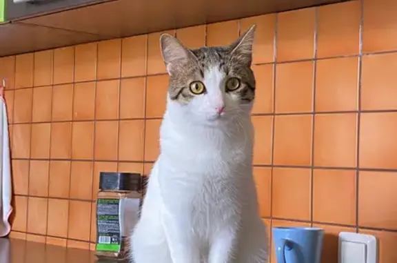 Кошки потеряшки, Чусовой, фото: Потеряшка кошка, ул. Космонавтов 5, Чусовой