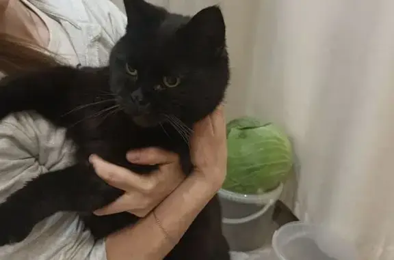 Найдена кошка, Псков, фото: Кошка найдена: ул. Шестака, 20, Псков
