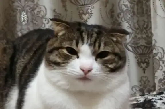 Пропала кошка, Спортивная 3, Кугеси