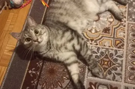 Пропала кошка, Высокая ул. 2, Ерино