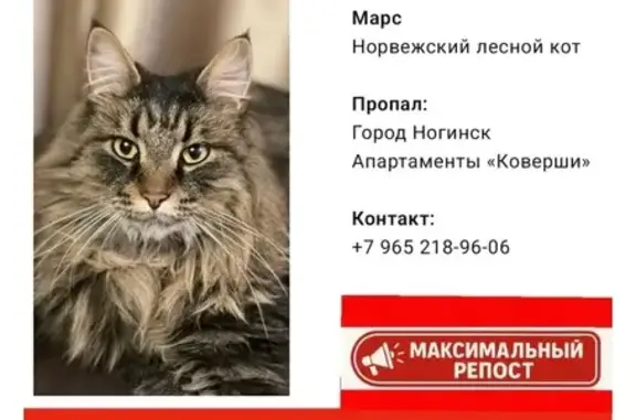 Кошки потеряшки, Ногинск, фото: Потеряшка кошка, ул. Коверши, Ногинск