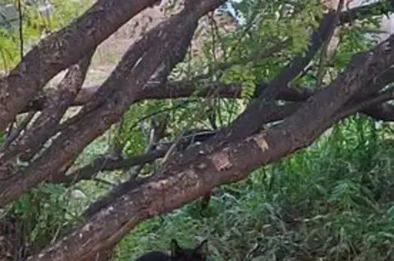 Найдена кошка, Ангарск, фото: Черная кошка найдена, Ангарск, 3