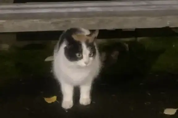 Кошки потеряшки, Усть-Илимск, фото: Кошка найдена, ул. Димитрова 22, Усть-Илимск