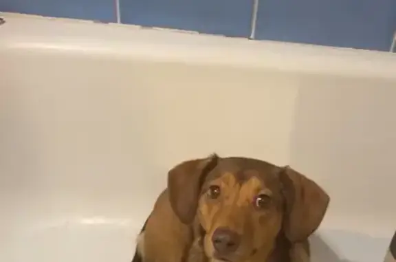 Собаки потеряшки, Москва, фото: Потеряшка собака, ул. Барышиха, Москва