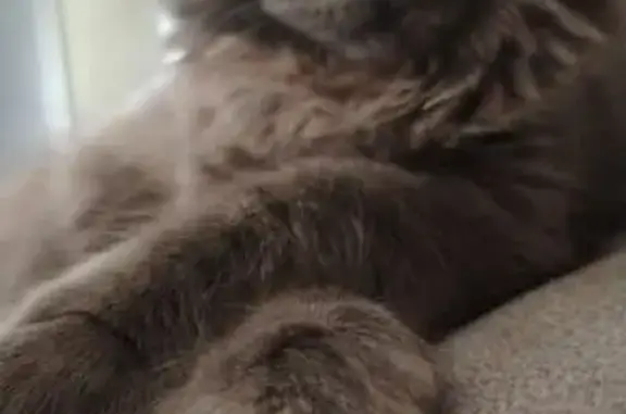 Кошки потеряшки, Южно-Сахалинск, фото: Потеряшка кошка, Крайняя ул. 30 к1