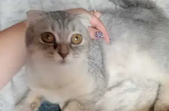 Кошки потеряшки, Тамбов, фото: Потеряшка кошка, 3-й Балашовский пер., 4