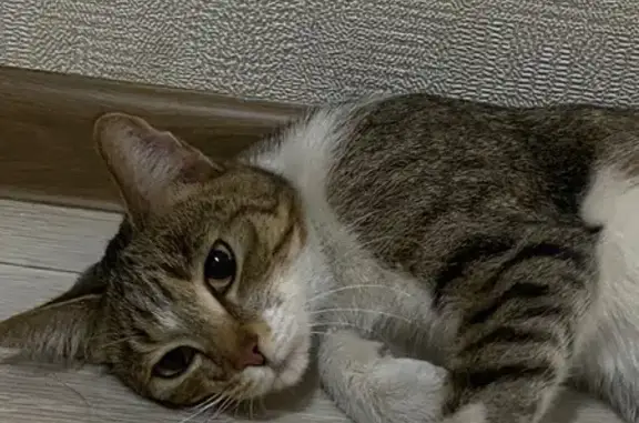 Найдена кошка, Чита, фото: Кошка найдена: Гвардейский 11, Чита