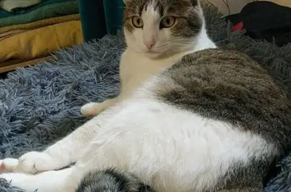 Кошки потеряшки, Московская область, фото: Потеряшка кошка, Парфенки, МО