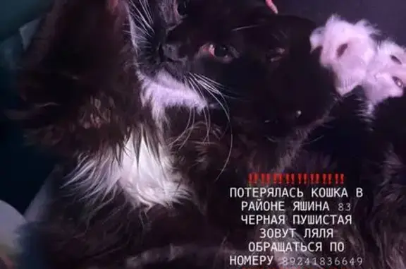 Пропала кошка Ляля, ул. Герасимова, Хабаровск