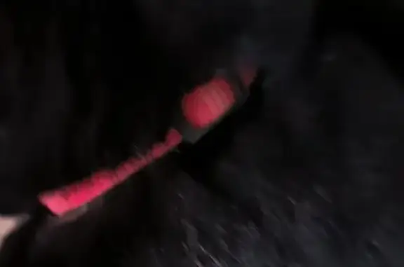 Пропала черная кошка на ул. Тютчева, Мценск