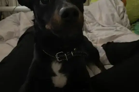 Собаки потеряшки, Волгоград, фото: Потеряшка собака, ул. 64-й Армии, 61Б