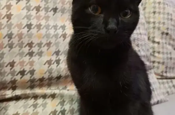 Найдена кошка, Кемерово, фото: Кошка найдена: пр. Ленина, 114, Кемерово