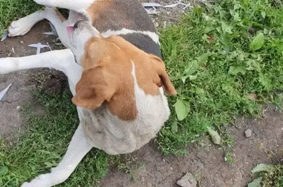 Найдена собака, Паньково, фото: Найдена собака, Паньково, Центральная ул.