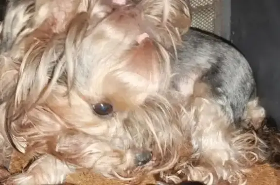 Пропала собака Эва, Житомирская ул., Калининград