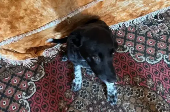 Найдена собака у Пятерочки, Ярославского 49А