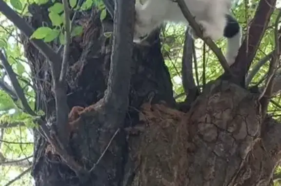 Потерянные животные , фото: Пропала кошка, ул. Некрасова, Керчь