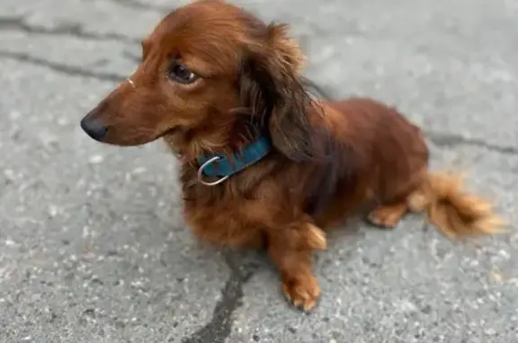 Собака найдена: Комиссара Пожарского, 13