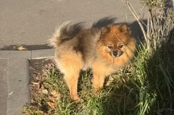 Найдена собака, Ленинградский пр., 47с2