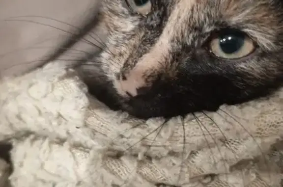 Кошки потеряшки, Красноярск, фото: Потеряшка кошка в Красноярске, Красноярский край