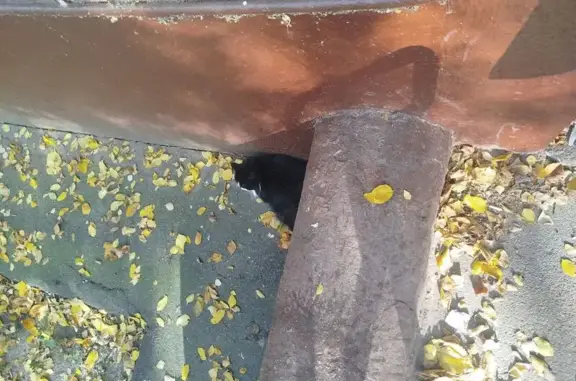 Кошка найдена: Дмитровское шоссе, 99 к1