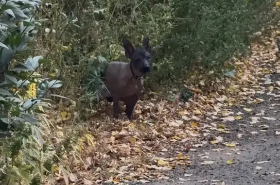 Собака найдена: Чехова 5, Санкт-Петербург