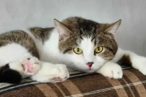 Кошки потеряшки, Благовещенск, фото: Потеряшка кошка Фрэнки, Мостовая ул., Благовещенск