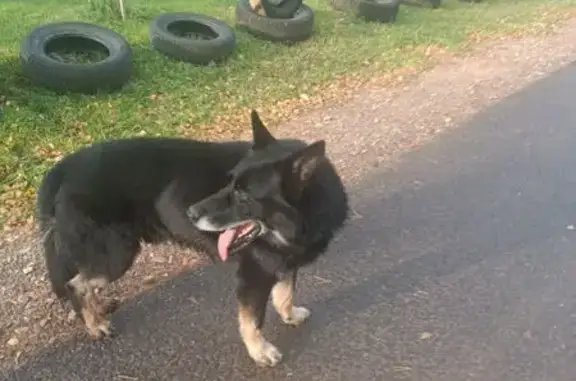 Объявления о пропавших и найденных животных, Кирово-Чепецк, фото: Овчарка найдена в Кировской области