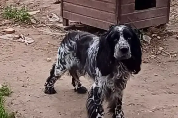 Собаки потеряшки, Дятьково, фото: Потеряшка собака на ул. Островского, Дятьково